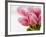 Pink tulips-Ada Summer-Framed Photographic Print