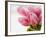 Pink tulips-Ada Summer-Framed Photographic Print