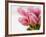 Pink tulips-Ada Summer-Framed Photographic Print