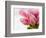 Pink tulips-Ada Summer-Framed Photographic Print