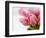 Pink tulips-Ada Summer-Framed Photographic Print