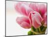 Pink tulips-Ada Summer-Mounted Photographic Print