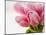 Pink tulips-Ada Summer-Mounted Photographic Print