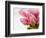 Pink tulips-Ada Summer-Framed Photographic Print