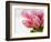 Pink tulips-Ada Summer-Framed Photographic Print