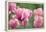 Pink Tulips-Cora Niele-Framed Premier Image Canvas