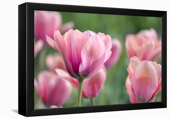 Pink Tulips-Cora Niele-Framed Premier Image Canvas