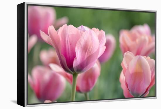 Pink Tulips-Cora Niele-Framed Premier Image Canvas