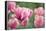 Pink Tulips-Cora Niele-Framed Premier Image Canvas