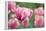 Pink Tulips-Cora Niele-Framed Premier Image Canvas