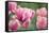 Pink Tulips-Cora Niele-Framed Stretched Canvas