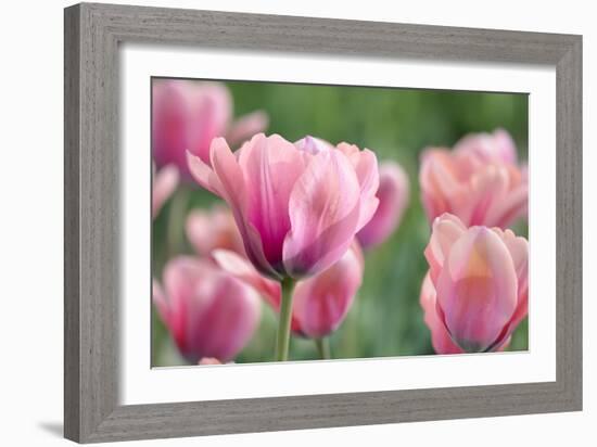 Pink Tulips-Cora Niele-Framed Photographic Print