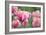 Pink Tulips-Cora Niele-Framed Photographic Print