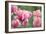 Pink Tulips-Cora Niele-Framed Photographic Print