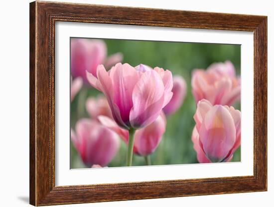 Pink Tulips-Cora Niele-Framed Photographic Print