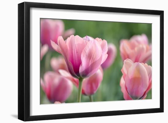 Pink Tulips-Cora Niele-Framed Photographic Print