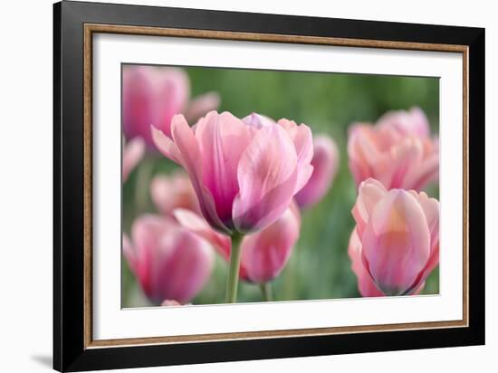 Pink Tulips-Cora Niele-Framed Photographic Print