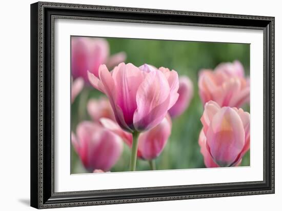 Pink Tulips-Cora Niele-Framed Photographic Print