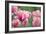 Pink Tulips-Cora Niele-Framed Photographic Print