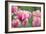 Pink Tulips-Cora Niele-Framed Photographic Print