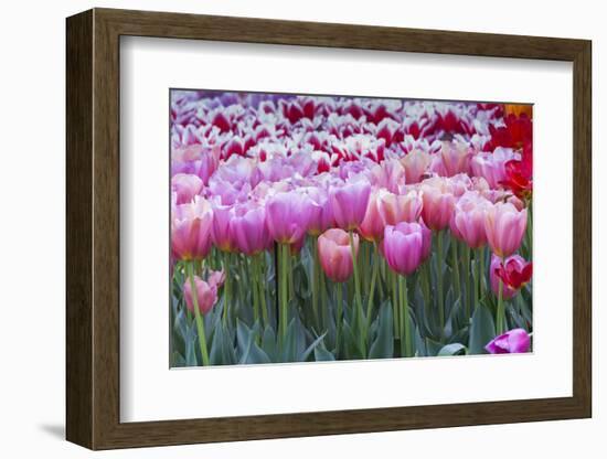 Pink tulips-Anna Miller-Framed Photographic Print