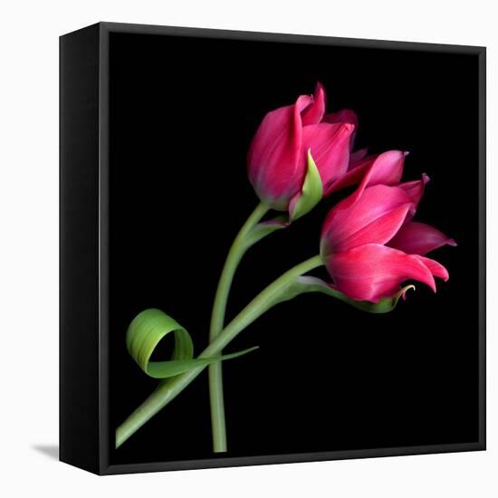 Pink Tulips-Magda Indigo-Framed Premier Image Canvas