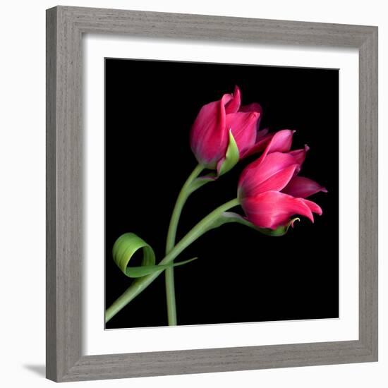 Pink Tulips-Magda Indigo-Framed Photographic Print