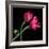 Pink Tulips-Magda Indigo-Framed Photographic Print