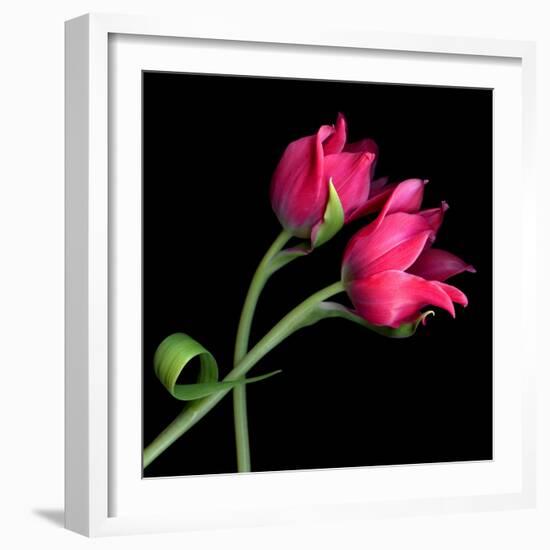 Pink Tulips-Magda Indigo-Framed Photographic Print