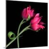 Pink Tulips-Magda Indigo-Mounted Photographic Print