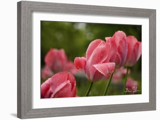 Pink Tulips-5fishcreative-Framed Giclee Print