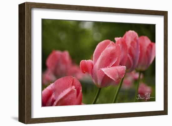 Pink Tulips-5fishcreative-Framed Giclee Print