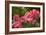 Pink Tulips-5fishcreative-Framed Giclee Print