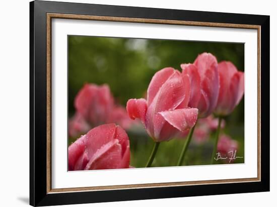 Pink Tulips-5fishcreative-Framed Giclee Print