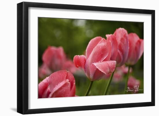 Pink Tulips-5fishcreative-Framed Giclee Print