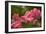 Pink Tulips-5fishcreative-Framed Giclee Print