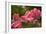 Pink Tulips-5fishcreative-Framed Giclee Print