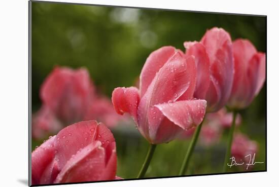 Pink Tulips-5fishcreative-Mounted Giclee Print