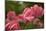 Pink Tulips-5fishcreative-Mounted Giclee Print