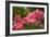 Pink Tulips-5fishcreative-Framed Giclee Print