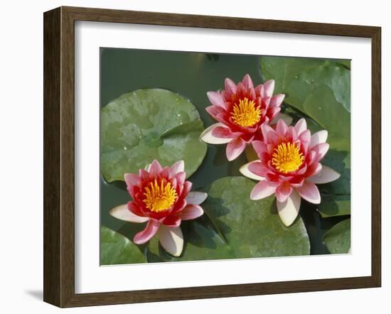 Pink Water Lilies-R H Productions-Framed Photographic Print