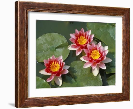 Pink Water Lilies-R H Productions-Framed Photographic Print