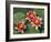 Pink Water Lilies-R H Productions-Framed Photographic Print