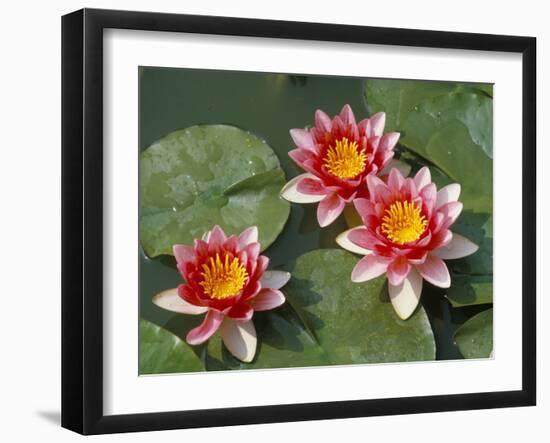 Pink Water Lilies-R H Productions-Framed Photographic Print