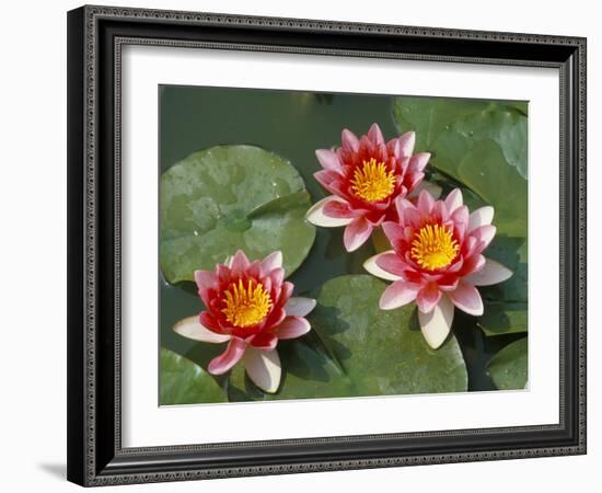 Pink Water Lilies-R H Productions-Framed Photographic Print