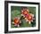 Pink Water Lilies-R H Productions-Framed Photographic Print