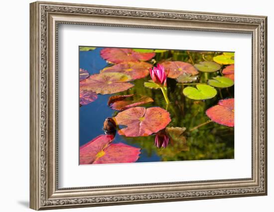 Pink Water Lilly Pond Reflection Mission San Juan Capistrano Garden California-William Perry-Framed Photographic Print