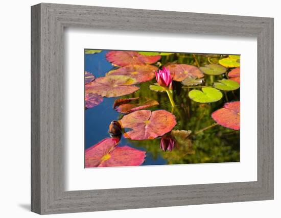 Pink Water Lilly Pond Reflection Mission San Juan Capistrano Garden California-William Perry-Framed Photographic Print