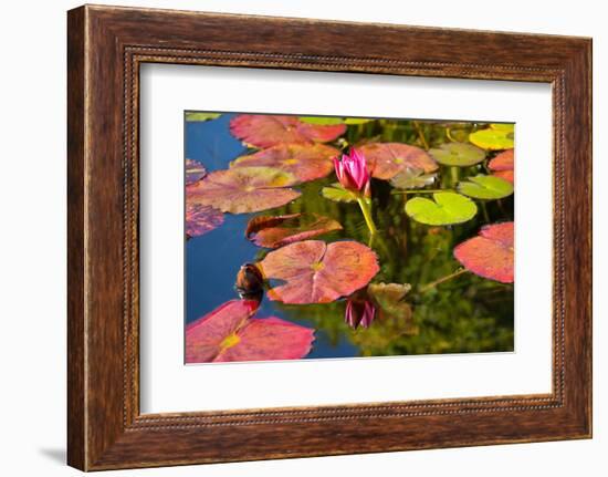 Pink Water Lilly Pond Reflection Mission San Juan Capistrano Garden California-William Perry-Framed Photographic Print