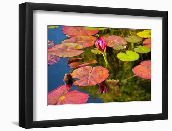 Pink Water Lilly Pond Reflection Mission San Juan Capistrano Garden California-William Perry-Framed Photographic Print